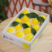 宮崎県産 日向夏みかん（種無し） / １箱（12~13玉）