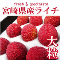 宮崎県産ライチ／1箱9～12粒（メール、電話にてお問い合わせください）