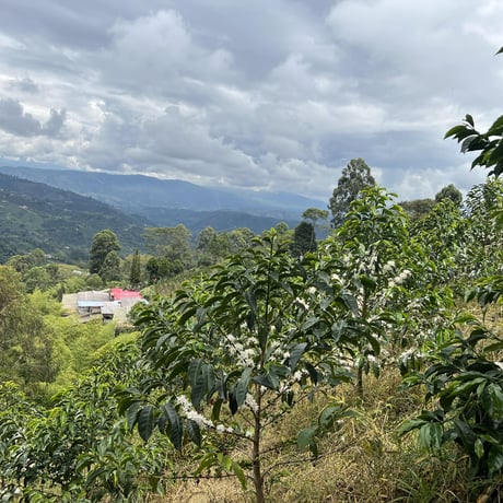 El Diviso Ají competition lot 60g