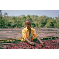 Ethiopia Guji Jigesa 生豆