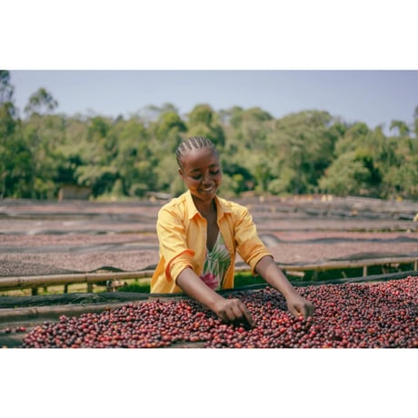 Ethiopia Guji Jigesa 業務用