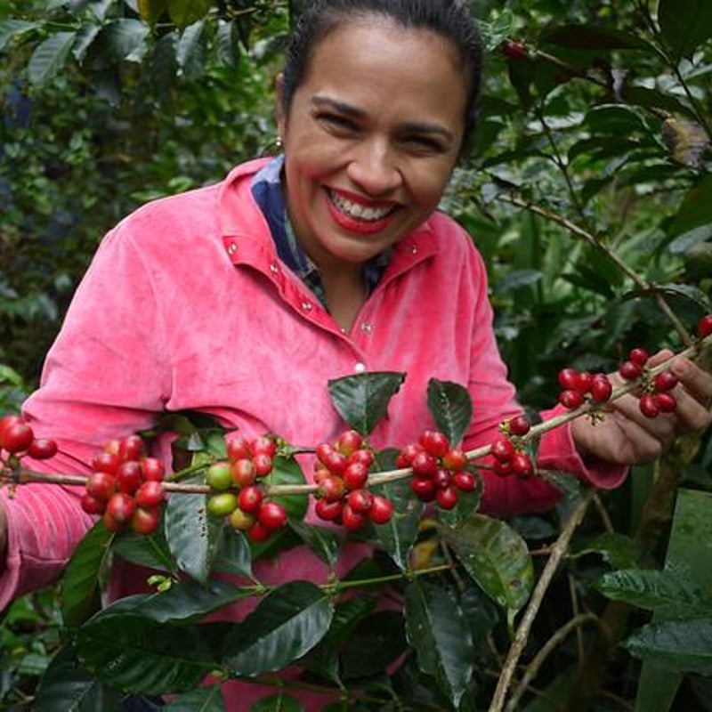コーヒー生豆】ホンジュラス エル・プラン パライネマ ナチュラル 3