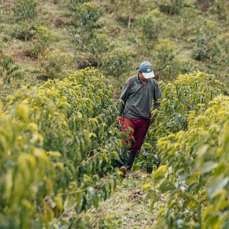 CGLE La Esperanza Geisha 100g