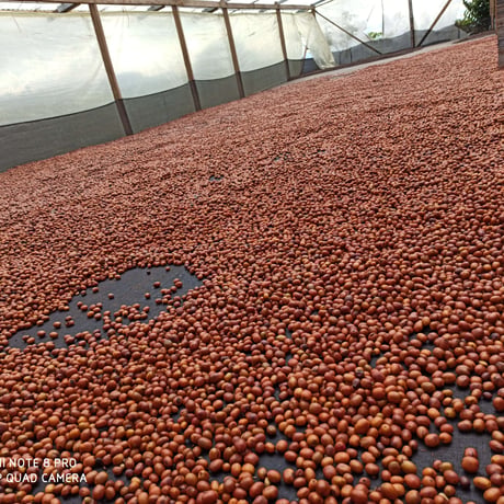 El Diviso Ají competition lot 60g