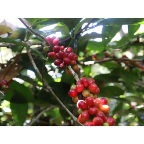 お買得！Guatemala Geisha Agua Tibia 業務用