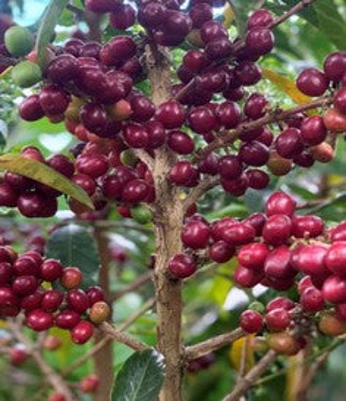 ナンセボエリアの上品なエチオピアナチュラル「Ethiopia Refisa