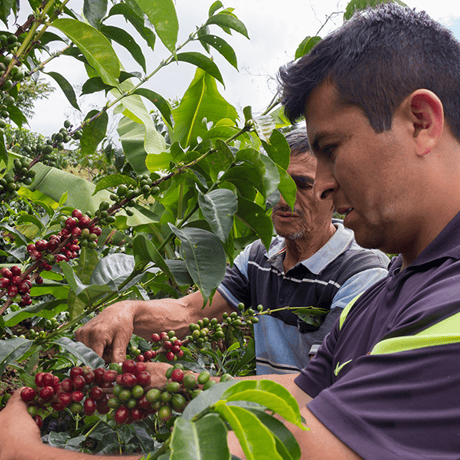 Peru Geisha washed 100g
