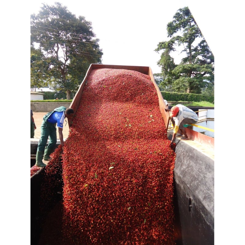 タンザニア キリマンジャロ 業務用 | DOORS COFFEE WORKS