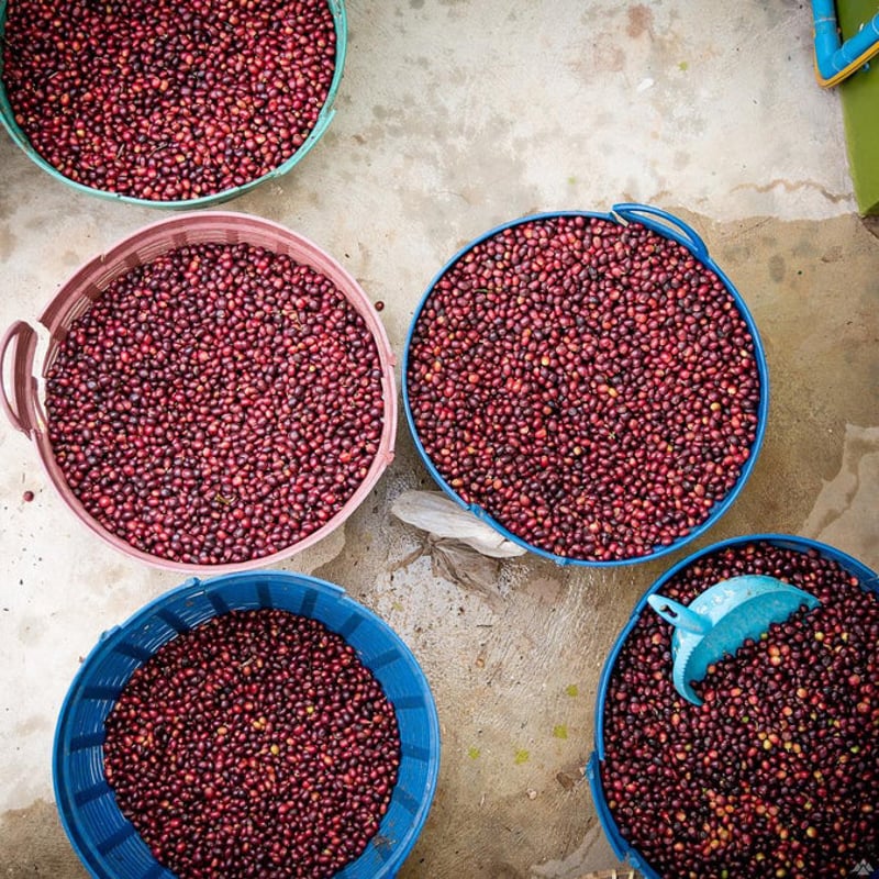 タンザニア キリマンジャロ 深煎り150g | DOORS COFFEE WORKS