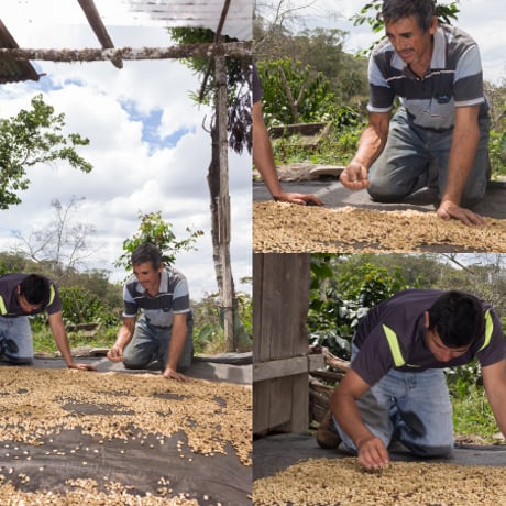Peru Geisha washed 100g