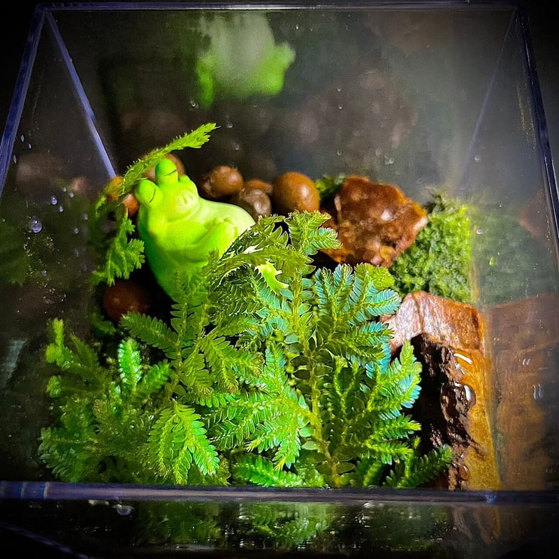 青い植物、セラギネラウンキナタ抜き苗3本、レインボーファン