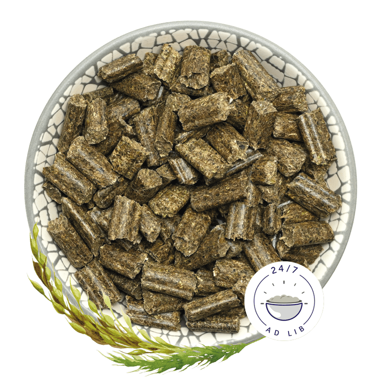 Rabbit Dream BASIC （ラビットドリームベーシック）6ヶ月から | Rabbi