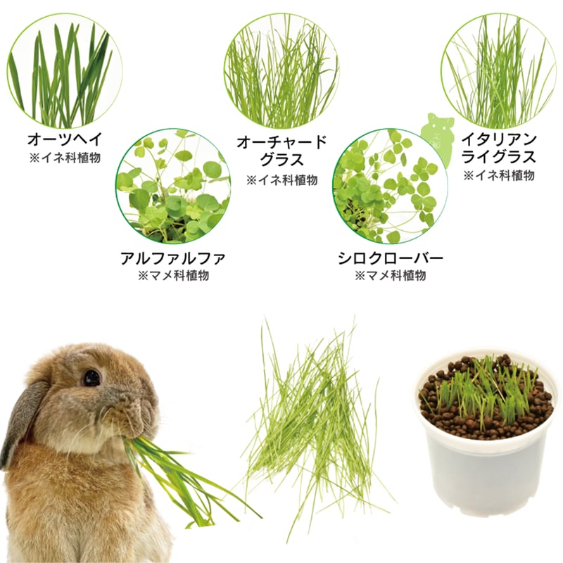 かぷせる牧草のたね（全5種類） | Rabbit EXPO