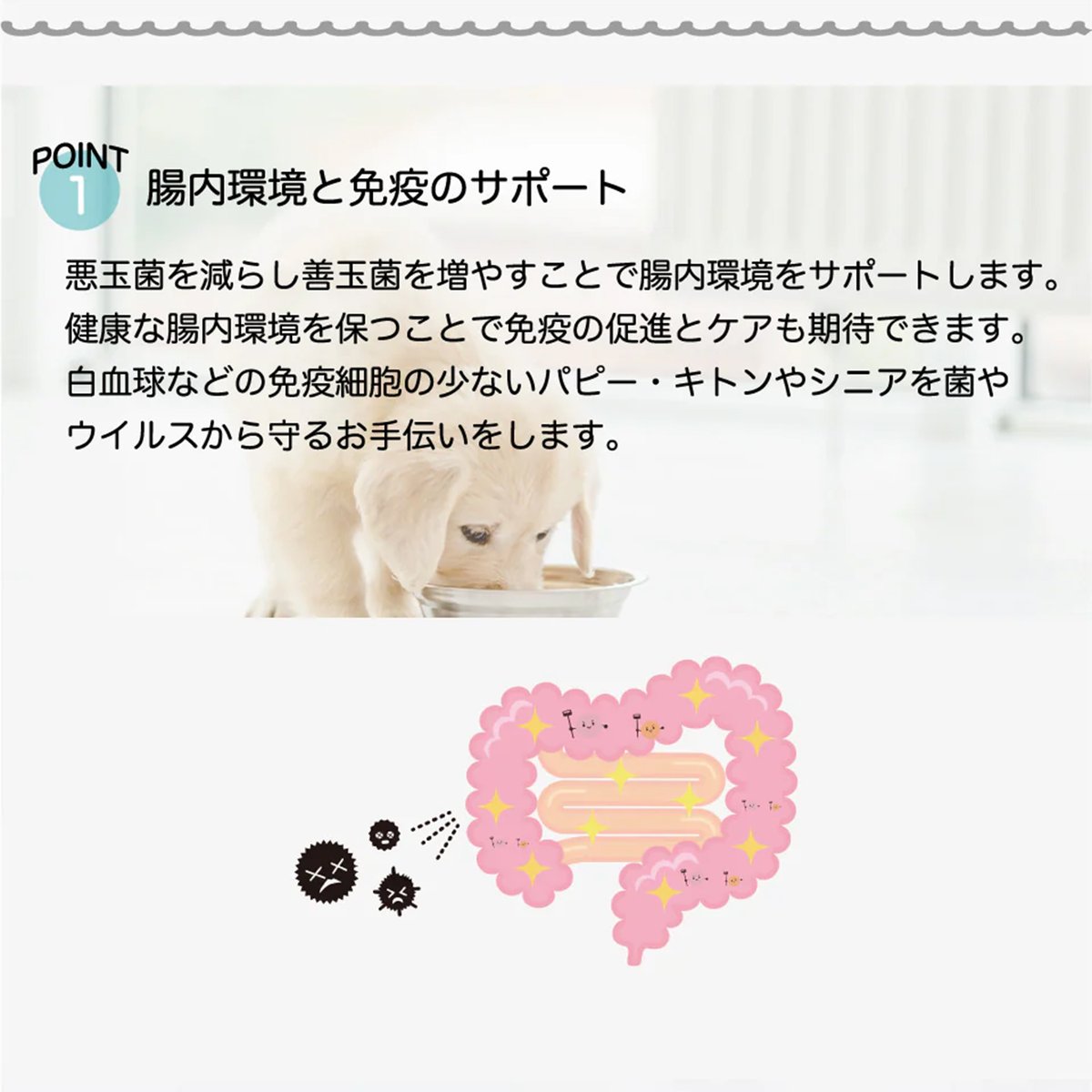 🐰【BeeMeeNee ビーミーニー 飲料水改質触媒 ビッグ DOG】💧 | Rabbit EXPO