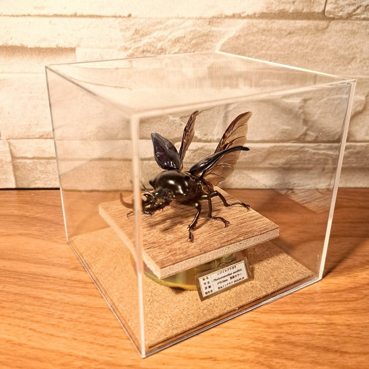 昆虫標本】ニジイロクワガタ♂紫紺カラー55.6mm 立体標本(開翅