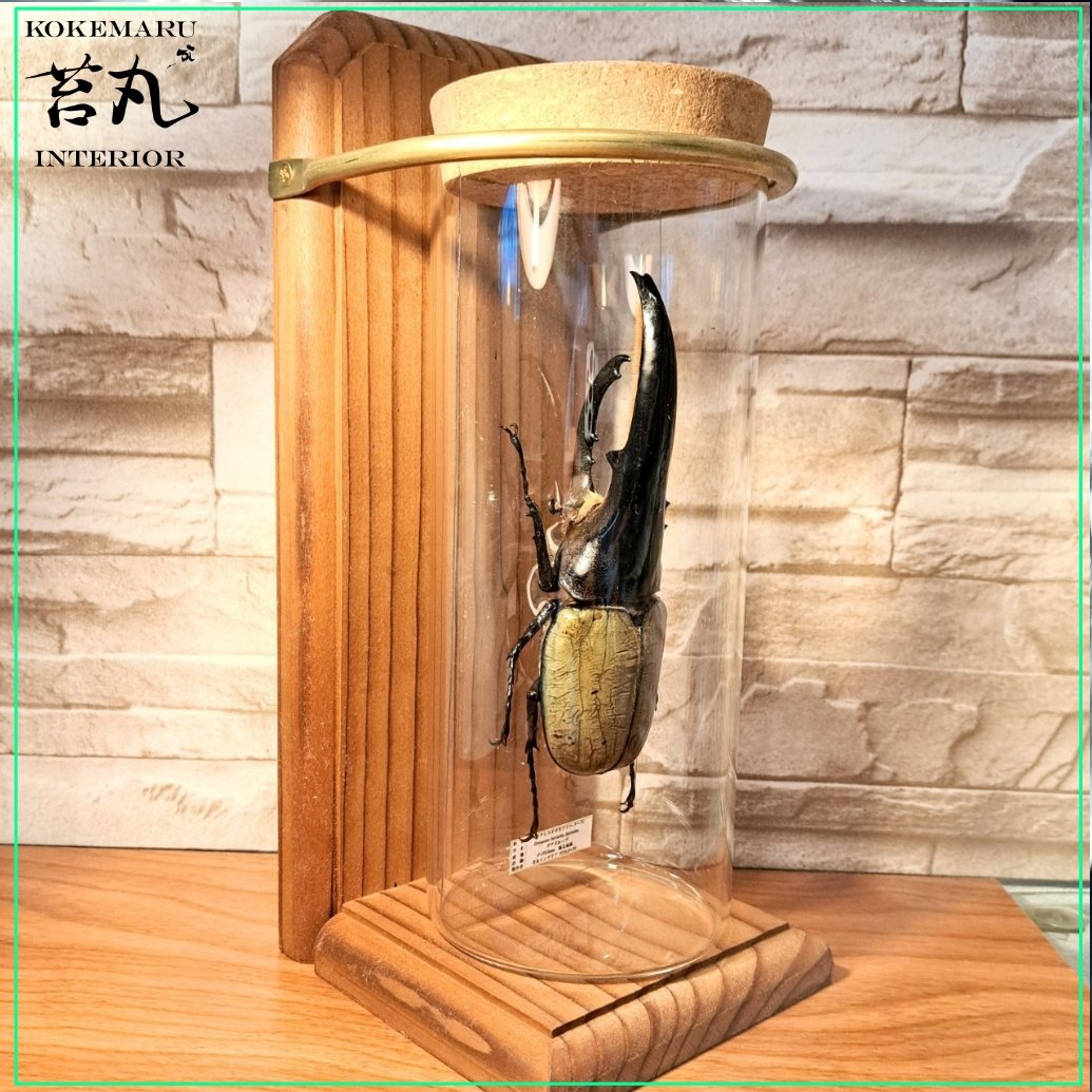 ヘラクレスオオカブト♂標本 昆虫標本】ヘラクレスオオカブト♂(極太血統)132.8mm 学術型インテリア