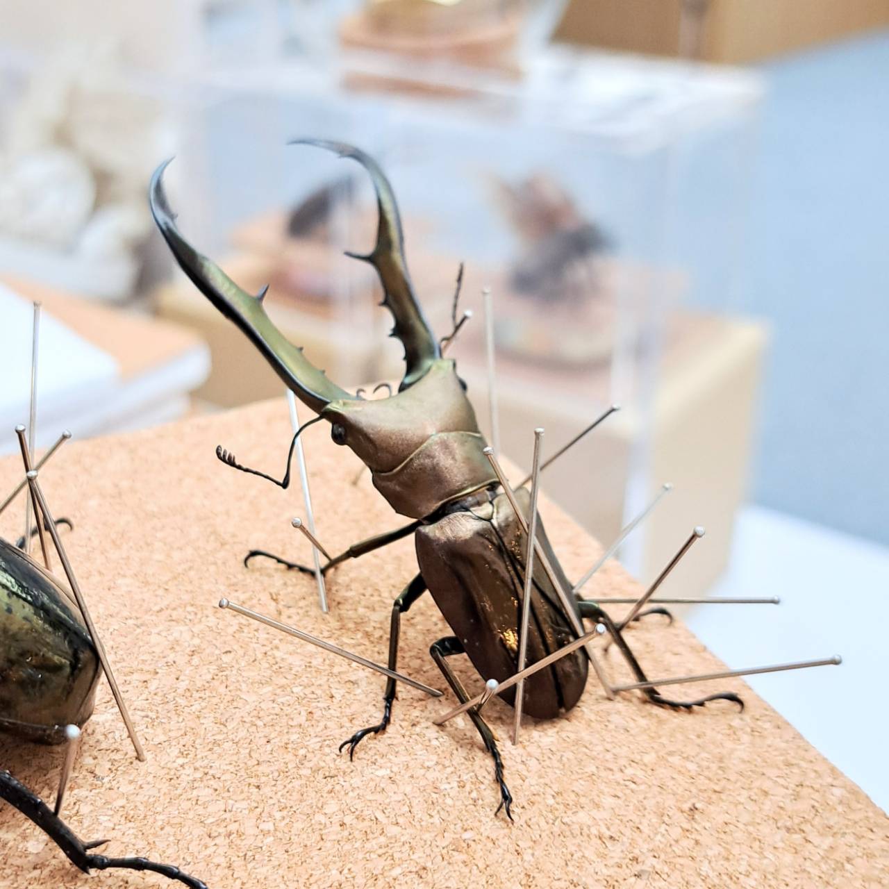 雌雄モザイク メタリフェルホソアカクワガタ　標本　標本用死虫 original
