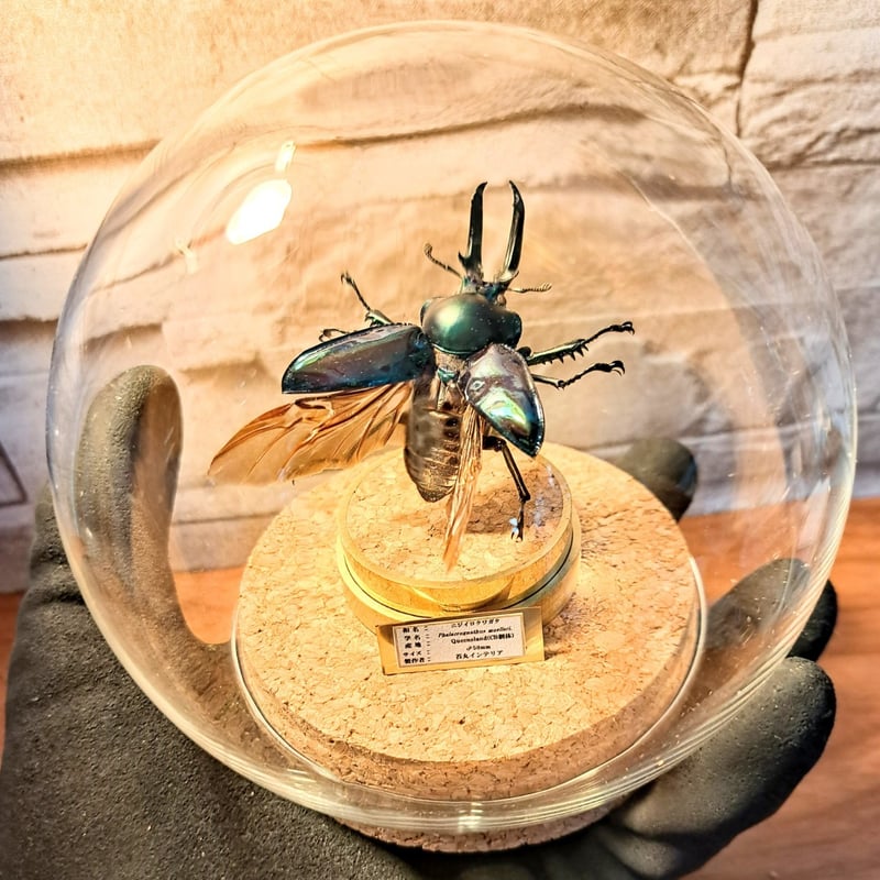 フレーム入り ボルネオ島クワガタムシ 標本 <0829z昆虫標本・クワガタ