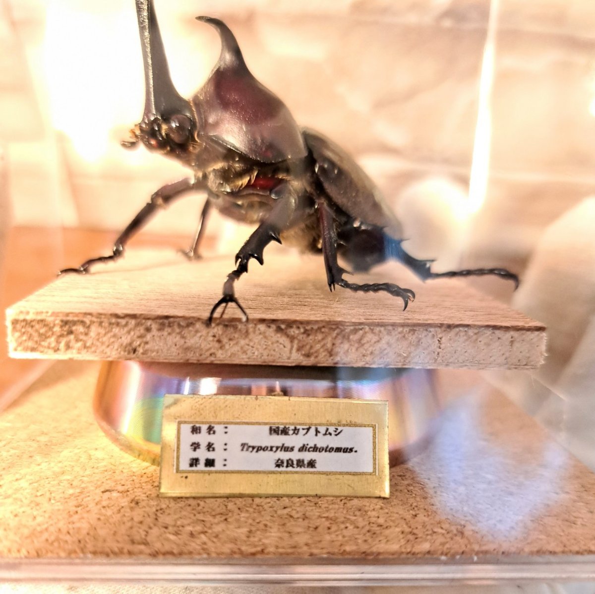 カブトムシ　標本　歯車　1点物 カブトムシ 標本 歯車 1点物