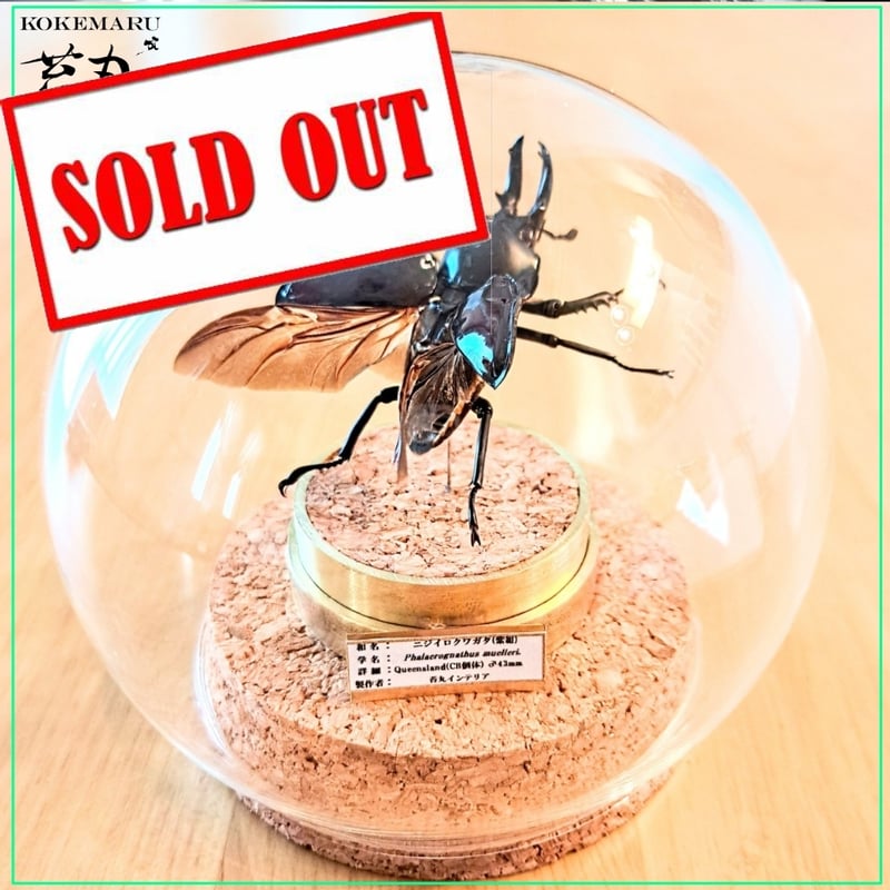 昆虫標本】ニジイロクワガタ♂33mm紫紺カラー 飛翔型ガラス 昆虫標本】ニジイロクワガタ♂33mm紫紺カラー 飛翔型ガラス