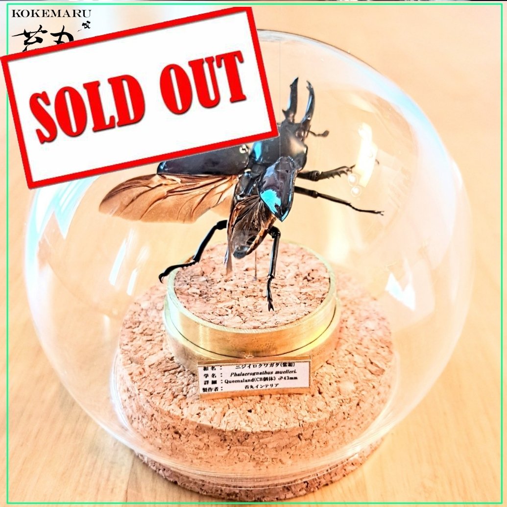 昆虫標本】ニジイロクワガタ♂33mm紫紺カラー 飛翔型ガラス 昆虫標本】ニジイロクワガタ♂33mm紫紺カラー 飛翔型ガラス