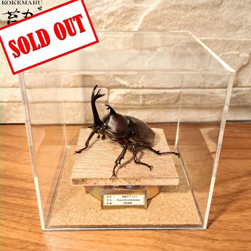 昆虫標本】国産カブトムシ 立体標本 キューブケース展示 | 苔丸 昆虫標本】国産カブトムシ 立体標本 キューブケース展示 | 苔丸