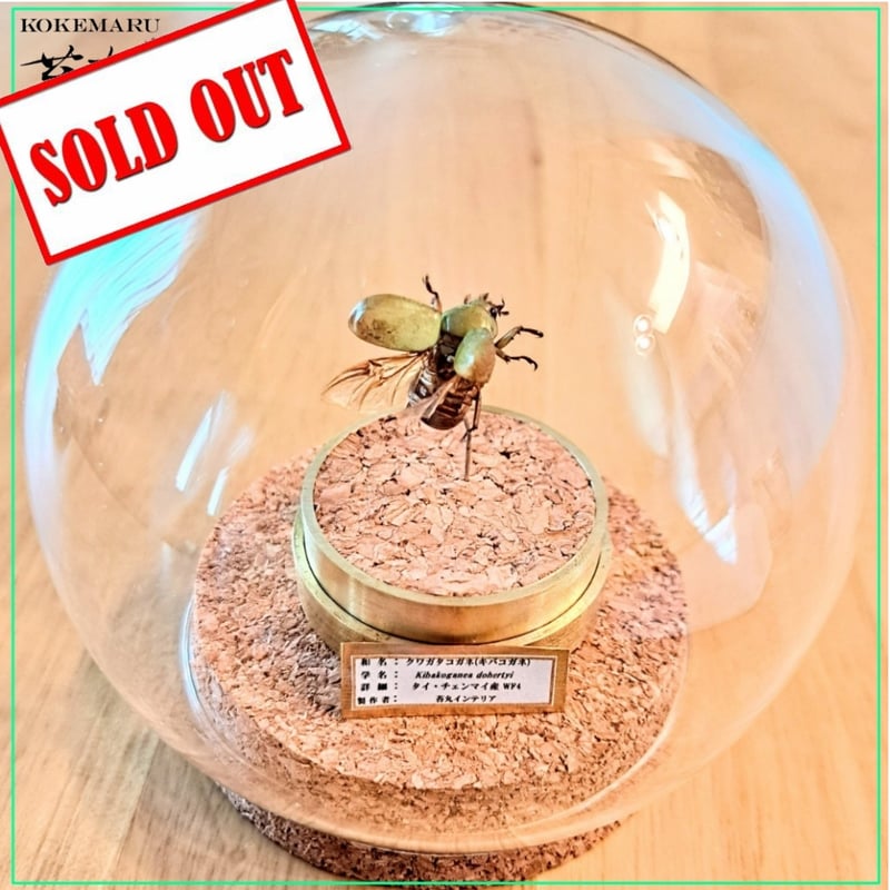 ショーネマン コガシラクワガタ 標本 ショーネマン コガシラクワガタ 標本 ショーネマン