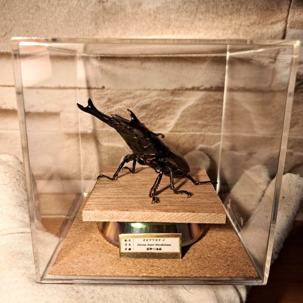 昆虫標本】オオクワガタ(能勢YG)♂ 立体標本 キューブケース展示