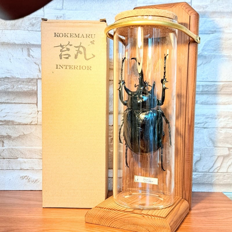 標本　マルスゾウカブト　大型118㎜ 昆虫標本】(大型)マルスゾウカブト♂123.9mm インテリア瓶展示(大