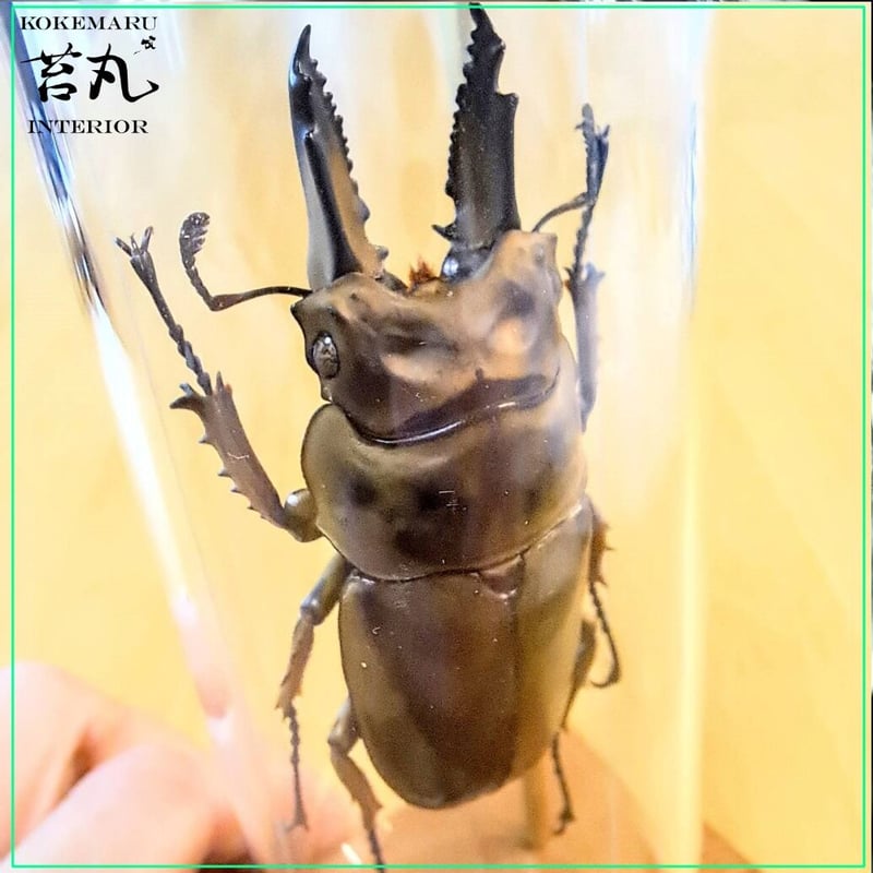 昆虫標本】ババオウゴンオニクワガタ♂単体60mm インテリア瓶(小 昆虫標本】ババオウゴンオニクワガタ♂単体60mm インテリア瓶(小