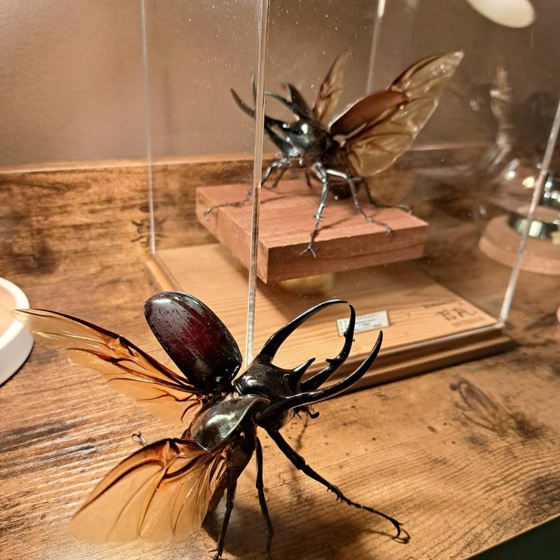 【標本】コーカサスオオカブト　マレーシア産　極太　117.5ミリ　飼育品 標本】コーカサスオオカブト マレーシア産 極太 117.5ミリ 飼育品 大型