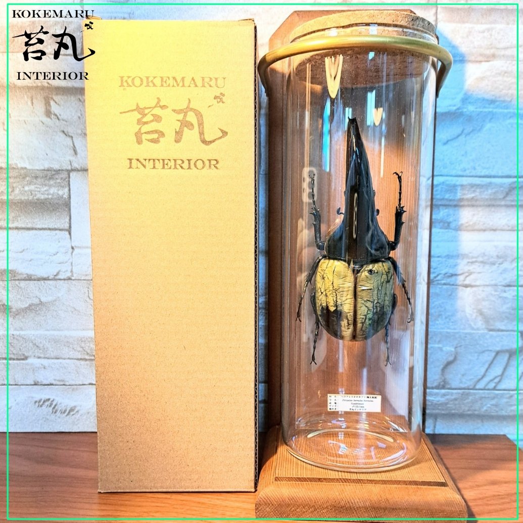 1点もの【昆虫標本】(極太血統)ヘラクレスオオカブト♂123.1mm