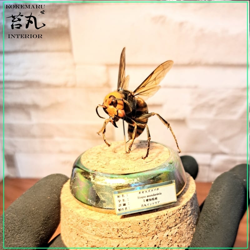 昆虫標本】オオスズメバチ♀威嚇飛翔仕上げ ガラスドーム展示(ミニ