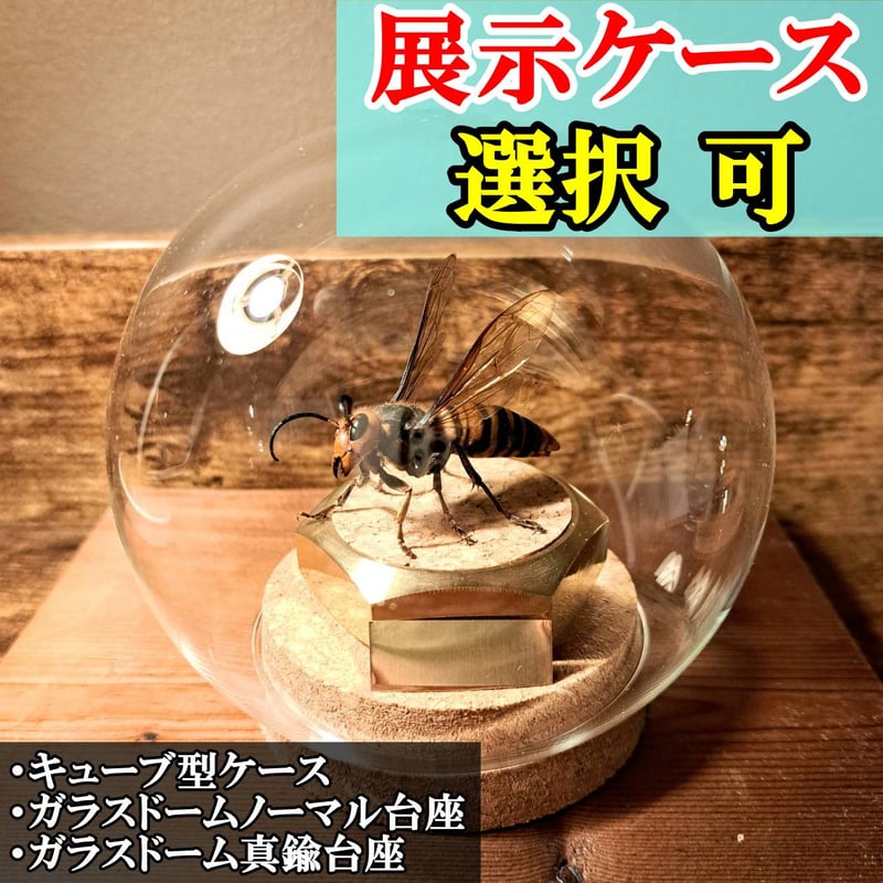 オオスズメバチ女王の立体標本(針なしで自立) オオスズメバチ女王の立体標本(針なしで自立) オオスズメバチ