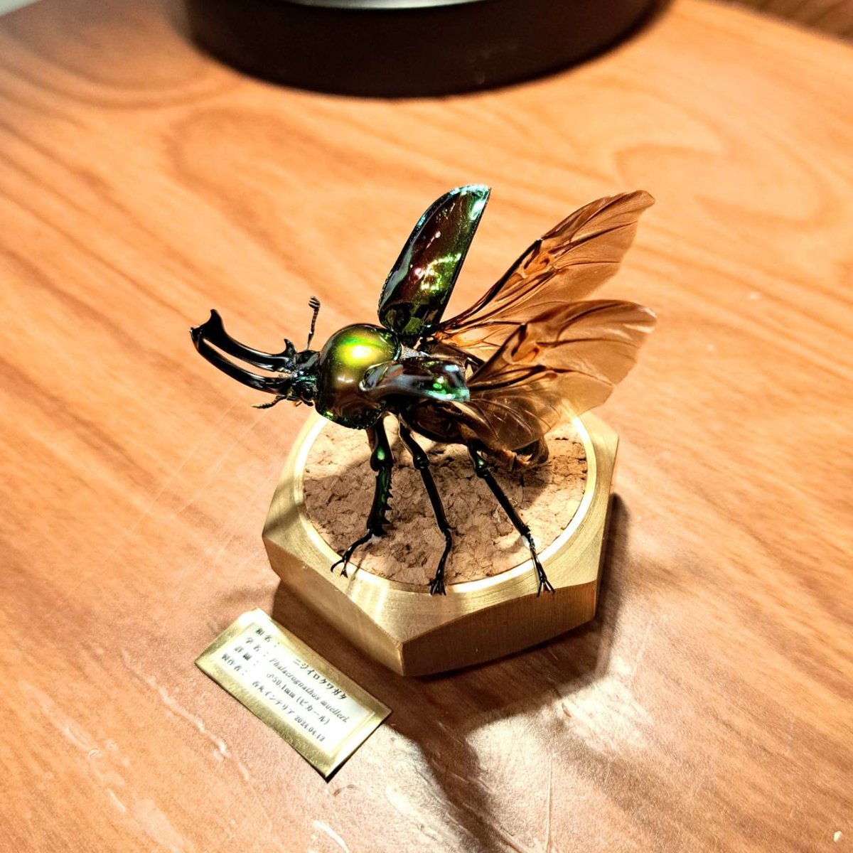 展足済】美麗 ニジイロクワガタ 4色セット左から54㎜51㎜52㎜53