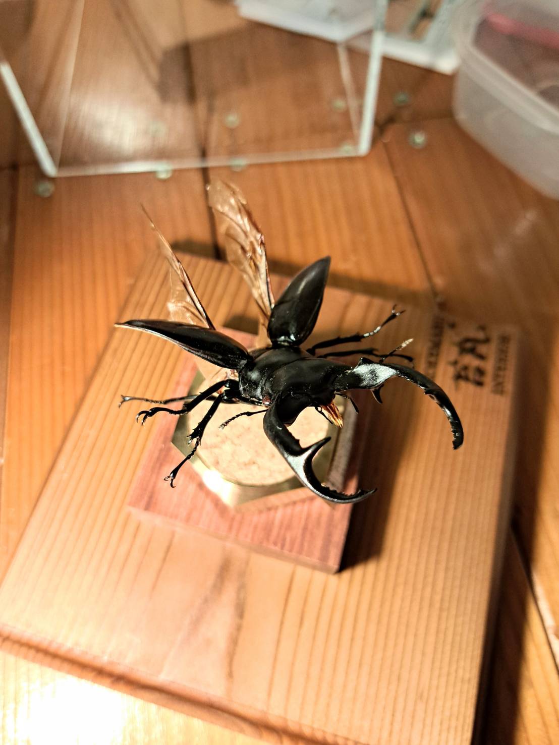 ラグジュアリー 昆虫標本】ウエストウッディオオシカクワガタ♂79.8mm