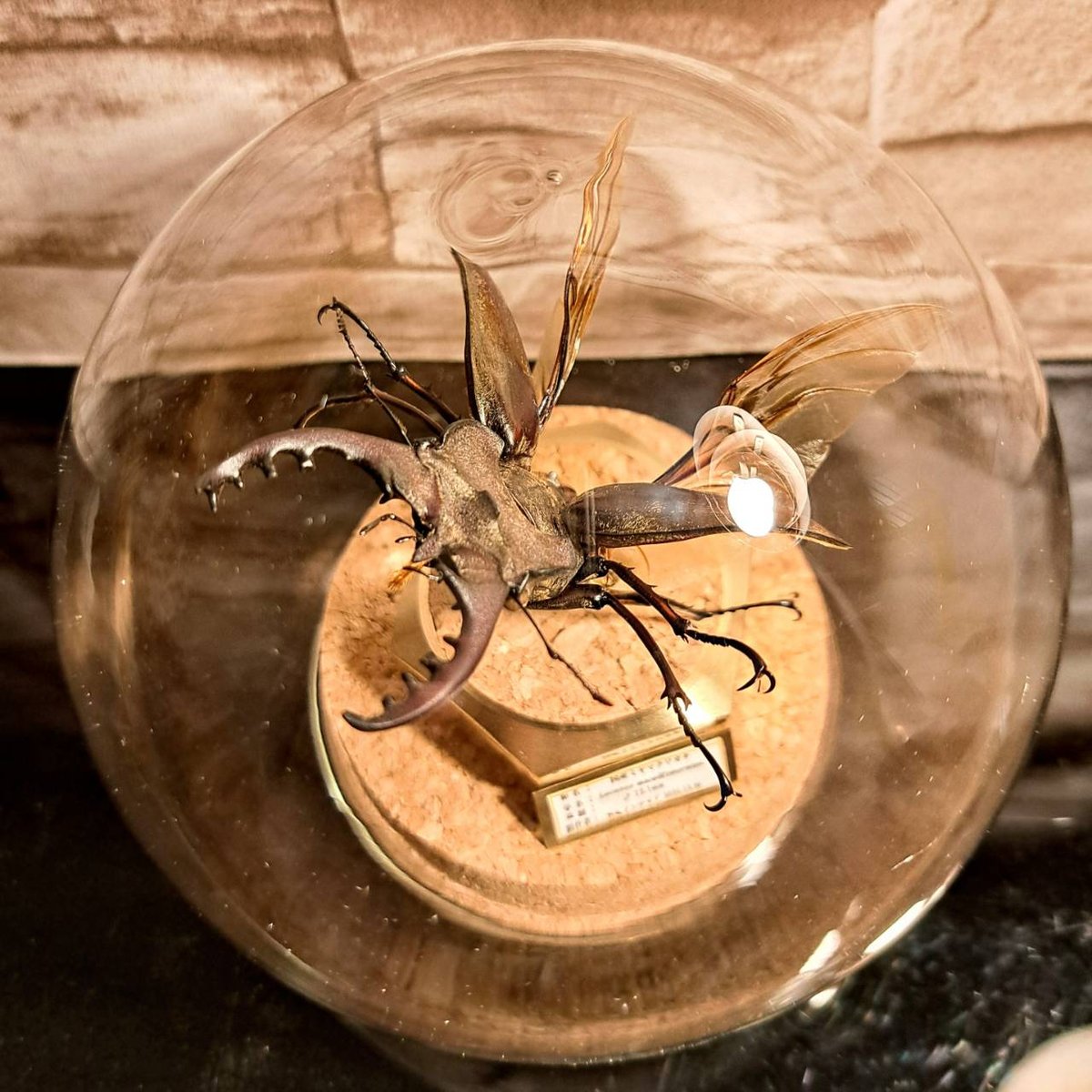 北海道産ミヤマカラスアゲハ春型未展示 ラグジュアリー 昆虫標本】国産ミヤマクワガタ♂特大サイズ72.3