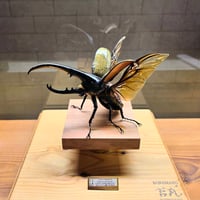 HYOHON『角』s20】ヘラクレスオオカブト♂142.3mm 立体標本立体飛翔