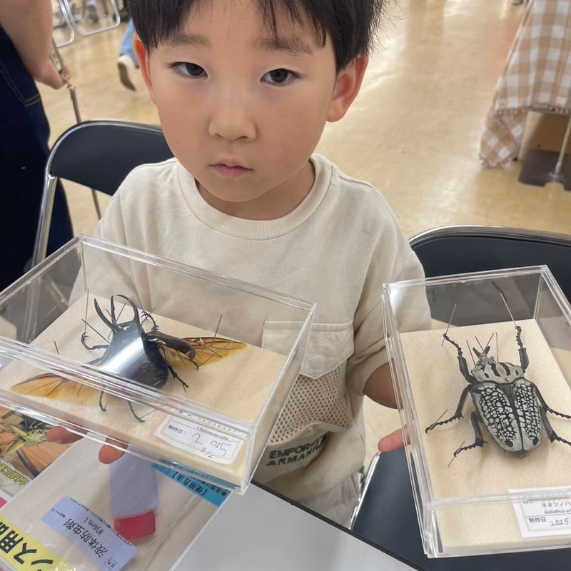 まめきゅうり様リクエスト品 昆虫標本セット まめきゅうり様リクエスト