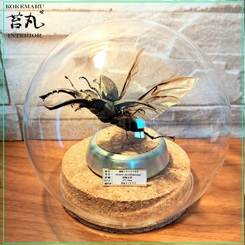 ユダイクスミヤマクワガタ 87mm 標本 <0829z昆虫標本・クワガタ
