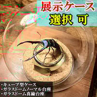 ヘラクレスオオカブトの特大標本 ラグジュアリー【昆虫標本】特大サイズヘラクレスオオカブト