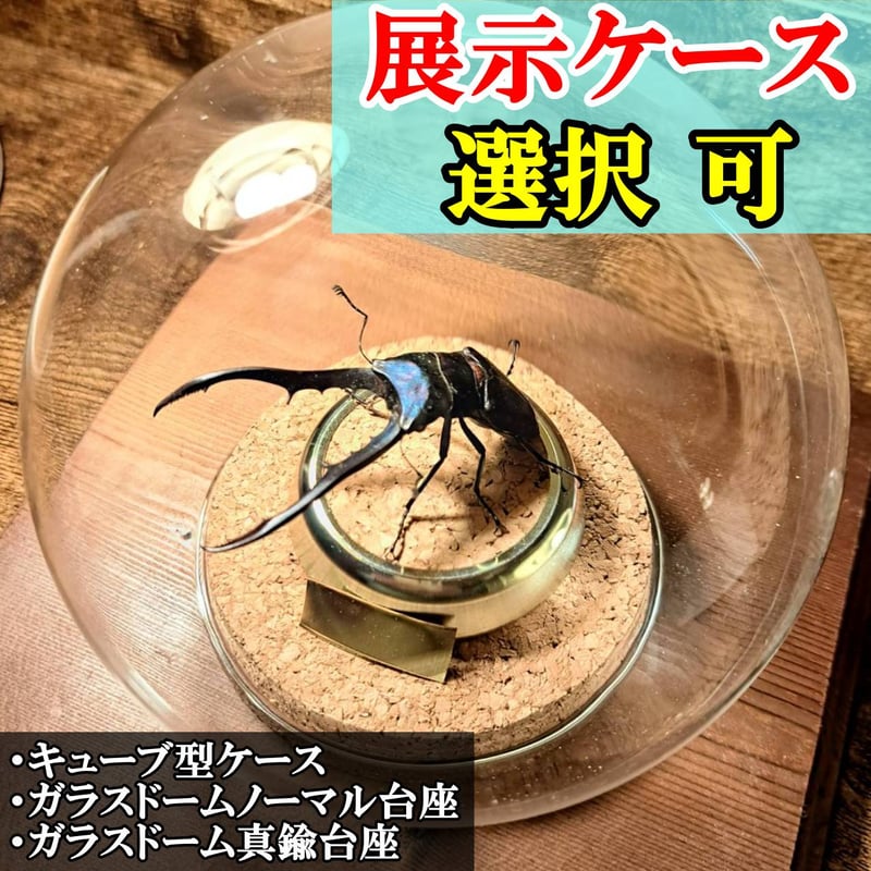 メタリフェルホソアカクワガタ(95mm)標本 メタリフェルホソアカクワガタ(95mm)標本 メタリフェルホソアカ