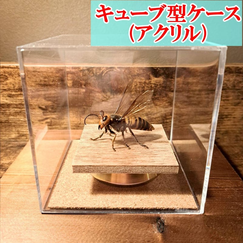 【希少性◎】30年以上前のオオスズメバチの巣標本 ガラスケース入り 希少性◎】30年以上前のオオスズメバチの巣標本 ガラスケース入り