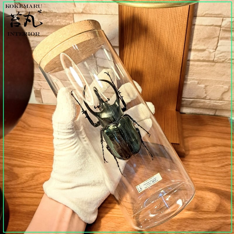 1点もの【昆虫標本】コーカサスオオカブト♂95.8mmインテリア瓶