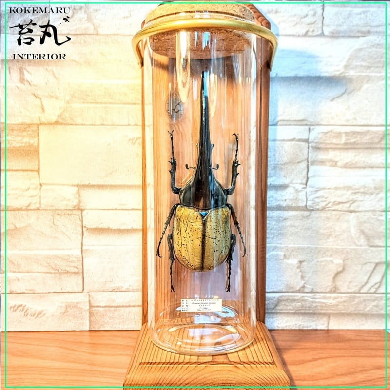 残り在庫1点【昆虫標本】ヘラクレスオオカブト(ヘラヘラ)♂140mmUP