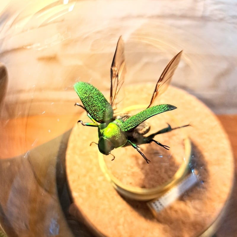 昆虫標本】アシナガミドリツヤコガネ飛翔仕上げ 美麗種ガラス