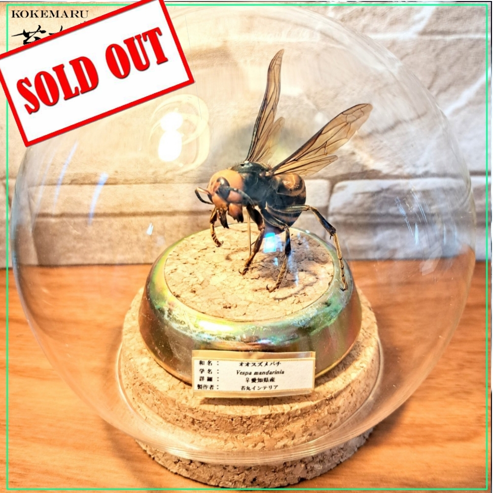 【昆虫標本】オオスズメバチ♀ミツバチ捕獲瞬間飛翔仕上げ ガラスドーム展示 m65949886927_1.jpg?1702708591