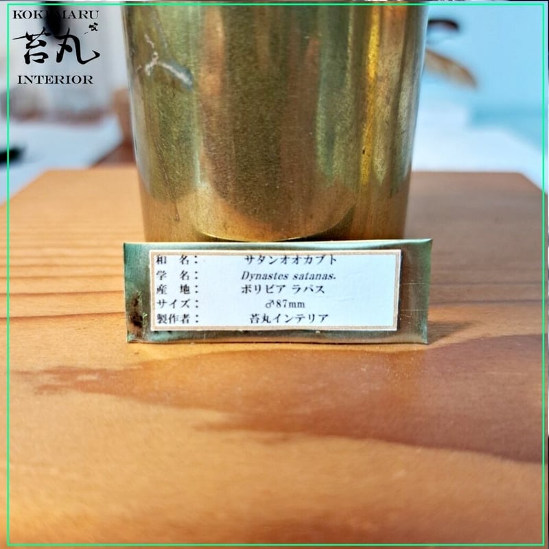 サタンオオカブト標本 ブリード品 昆虫標本】サタンオオカブト♂87mm飛翔 透明ケース展示 | 苔丸