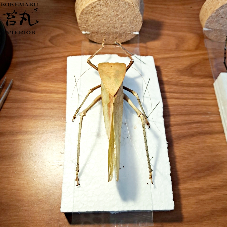 ★昆虫標本★【パプアオオコノハギス】Siliquofera grandis 1点もの【昆虫標本】オオコノハギス(特大キリギシス) パプア
