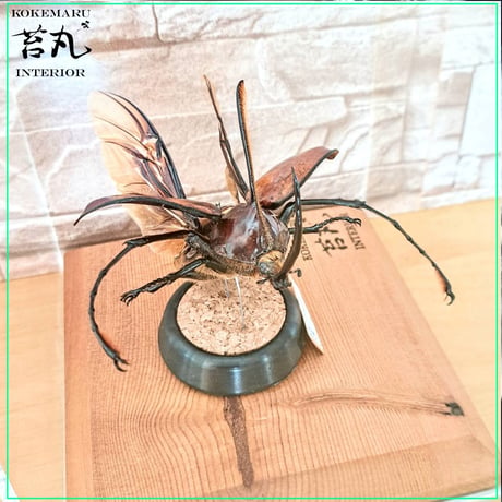 １点もの【昆虫標本】ゴロファ・ポルテリ♂94.1mm飛翔 透明ケース展示